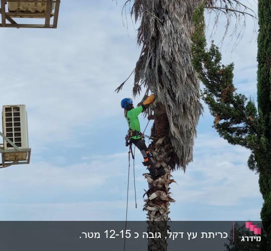 אדם גוזם עץ דקל עם ציוד בטיחות